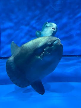 アクアワールド茨城県大洗水族館に投稿された画像（2023/7/9）