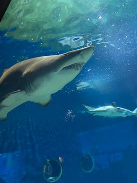 アクアワールド茨城県大洗水族館に投稿された画像（2023/7/9）