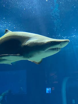 アクアワールド茨城県大洗水族館に投稿された画像（2023/7/9）