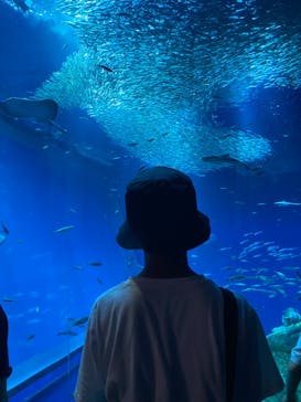 アクアワールド茨城県大洗水族館に投稿された画像（2023/7/9）