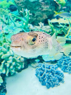 名古屋港水族館に投稿された画像（2023/7/9）