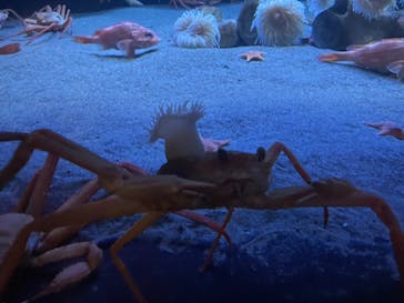 環境水族館アクアマリンふくしまに投稿された画像（2023/7/9）