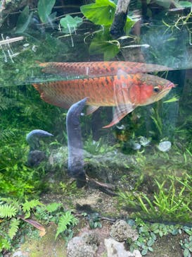 環境水族館アクアマリンふくしまに投稿された画像（2023/7/9）