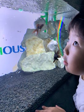 NARA KINGYO MUSEUMに投稿された画像（2023/7/9）