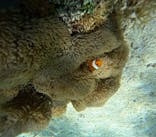 宮古島 ADVENTURE PiPi（ミヤコジマ アドベンチャー ピピ）に投稿された画像（2023/7/10）