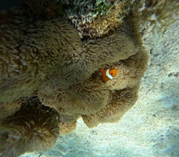 宮古島 ADVENTURE PiPi（ミヤコジマ アドベンチャー ピピ）に投稿された画像（2023/7/9）