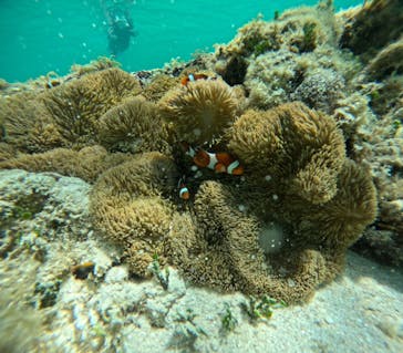 宮古島 ADVENTURE PiPi（ミヤコジマ アドベンチャー ピピ）に投稿された画像（2023/7/9）