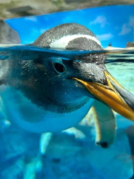 鴨川シーワールドに投稿された画像（2023/7/10）