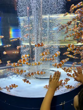 鴨川シーワールドに投稿された画像（2023/7/10）