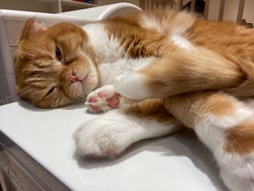 猫カフェモカ　イオンモール幕張新都心店に投稿された画像（2023/7/10）