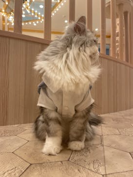 猫カフェモカ　イオンモール幕張新都心店に投稿された画像（2023/7/10）