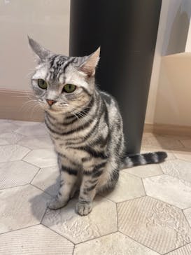 猫カフェモカ　イオンモール幕張新都心店に投稿された画像（2023/7/10）