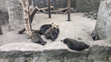 のぼりべつクマ牧場に投稿された画像（2023/7/10）