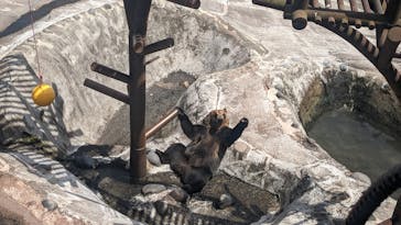 のぼりべつクマ牧場に投稿された画像（2023/7/10）