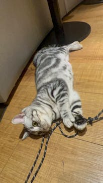 猫カフェモカ　新宿店に投稿された画像（2023/7/10）