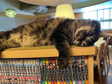 猫カフェモカ　新宿店に投稿された画像（2023/7/10）