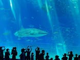 沖縄美ら海水族館に投稿された画像（2023/7/10）