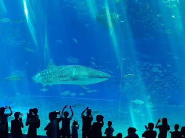 沖縄美ら海水族館に投稿された画像（2023/7/10）