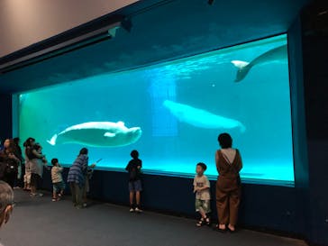 鴨川シーワールドに投稿された画像（2023/7/10）