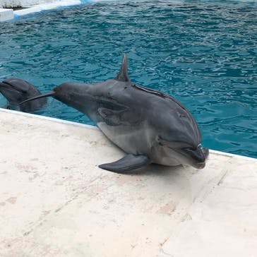 鴨川シーワールドに投稿された画像（2023/7/10）