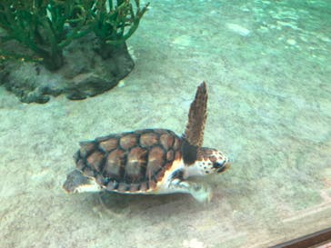 鴨川シーワールドに投稿された画像（2023/7/10）