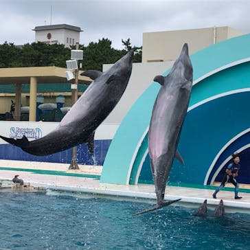 鴨川シーワールドに投稿された画像（2023/7/10）