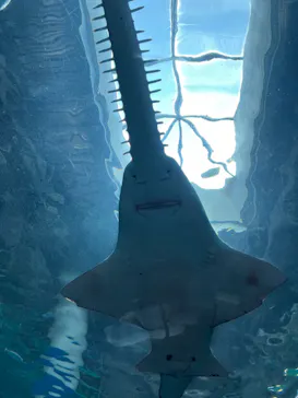 マクセル アクアパーク品川に投稿された画像（2023/7/10）