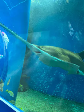 マクセル アクアパーク品川に投稿された画像（2023/7/10）