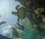 宮古島 ADVENTURE PiPi（ミヤコジマ アドベンチャー ピピ）に投稿された画像（2023/7/10）