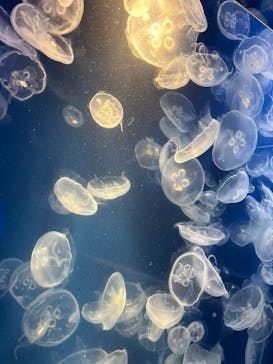 鴨川シーワールドに投稿された画像（2023/7/10）