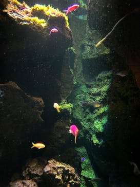 鴨川シーワールドに投稿された画像（2023/7/10）