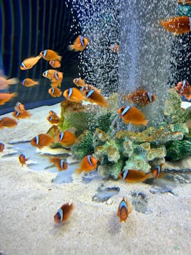 鴨川シーワールドに投稿された画像（2023/7/10）