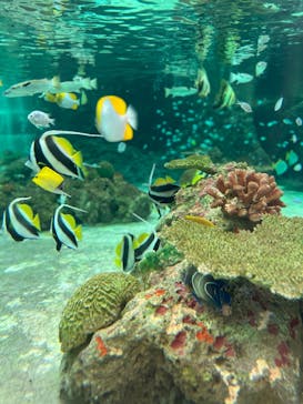 鴨川シーワールドに投稿された画像（2023/7/10）