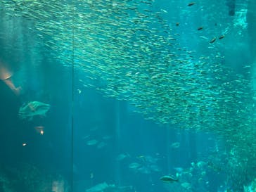 マリンワールド海の中道に投稿された画像（2023/7/10）