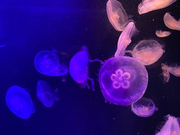 マリンワールド海の中道に投稿された画像（2023/7/10）