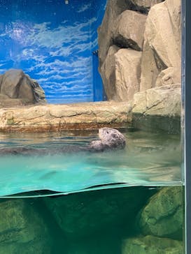 マリンワールド海の中道に投稿された画像（2023/7/10）