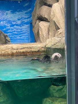 マリンワールド海の中道に投稿された画像（2023/7/10）