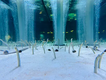 すみだ水族館に投稿された画像（2023/7/10）