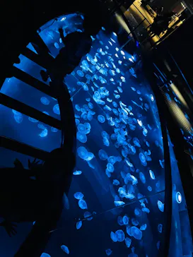 すみだ水族館に投稿された画像（2023/7/10）