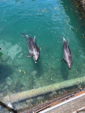 伊豆・三津シーパラダイスに投稿された画像（2023/7/10）