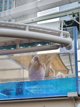 サンシャイン水族館に投稿された画像（2023/7/10）