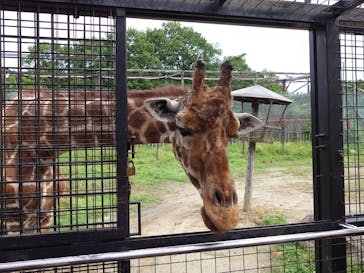 那須サファリパークに投稿された画像（2023/7/11）