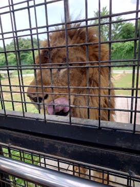 那須サファリパークに投稿された画像（2023/7/11）