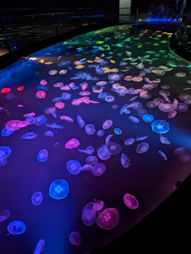 すみだ水族館に投稿された画像（2023/7/11）