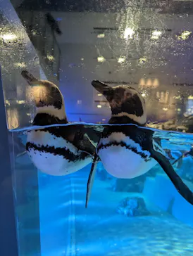 すみだ水族館に投稿された画像（2023/7/11）