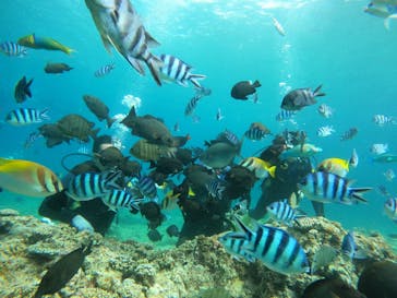 沖縄マリンサービス碧に投稿された画像（2023/7/11）