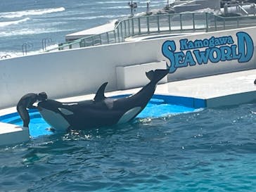 鴨川シーワールドに投稿された画像（2023/7/11）