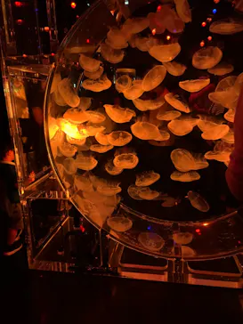 マクセル アクアパーク品川に投稿された画像（2023/7/11）