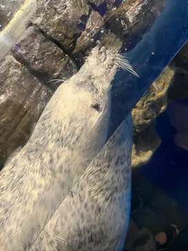 マクセル アクアパーク品川に投稿された画像（2023/7/11）