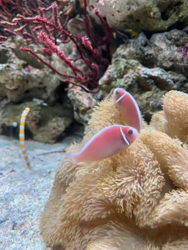 マクセル アクアパーク品川に投稿された画像（2023/7/11）